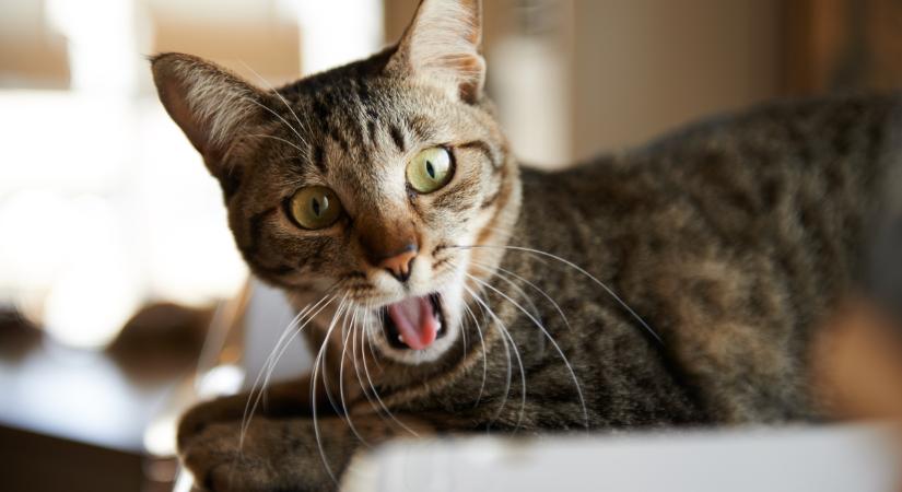 A macskák is büfiznek: sok esetben rosszat jelent