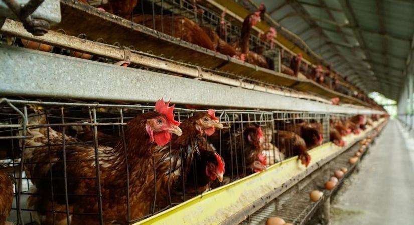Kína bevetheti a csirkeláb-fegyvert az EU-val szemben