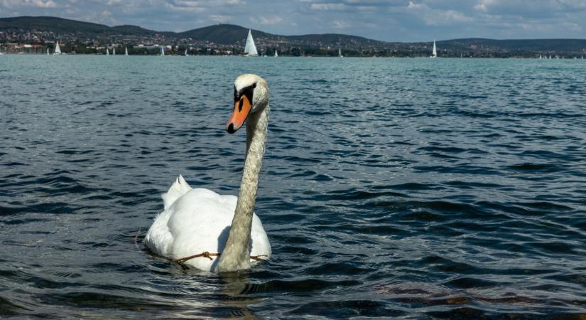 Kész horror, milyen káros anyagokkal van tele a Balaton vize: ettől még a vízibolhák is elhíznak