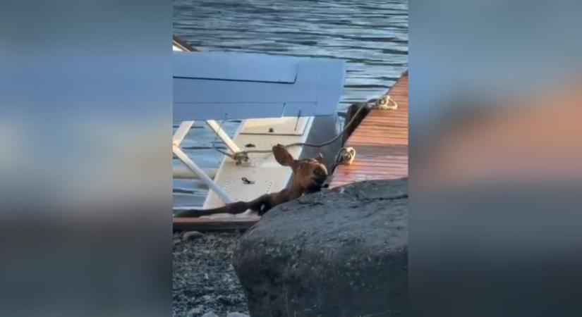 Videón a bajbajutott szarvasgida kockázatos kimentése egy alaszkai tóból