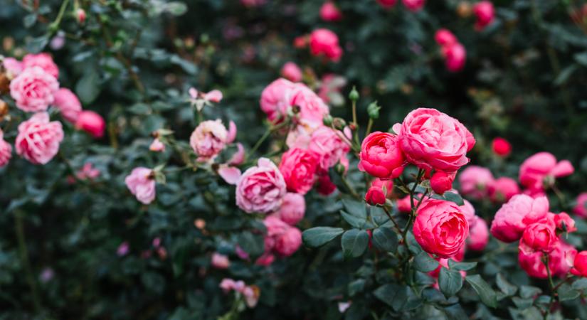 Itt van minden, amit a rózsa gondozásáról tudnod kell