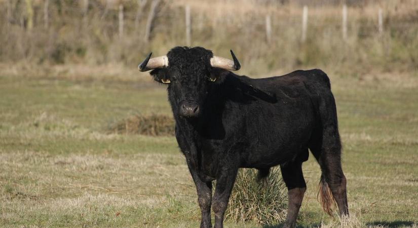 Vérbe fagyva találtak egy férfit Mezőceked mellett - Egy bika ölhette meg