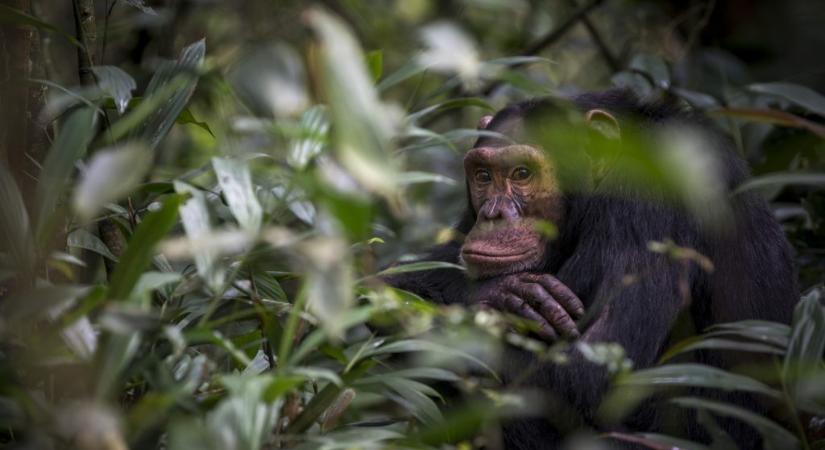 Csimpánzok segíthetnek új gyógyszerek felkutatásában