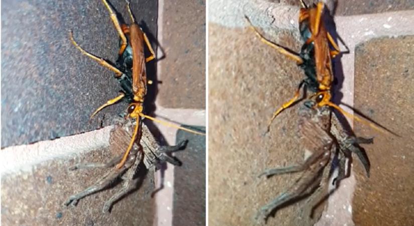 Videóra vette egy ausztrál, ahogy a háza falán vonszol fel egy óriási pókot egy lódarázs