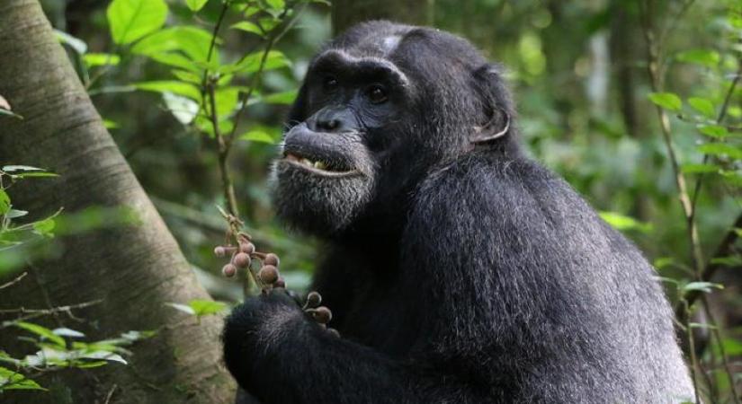 Gyulladáscsökkentő és antibiotikus hatású gyógynövényekkel kezelik magukat az ugandai csimpánzok