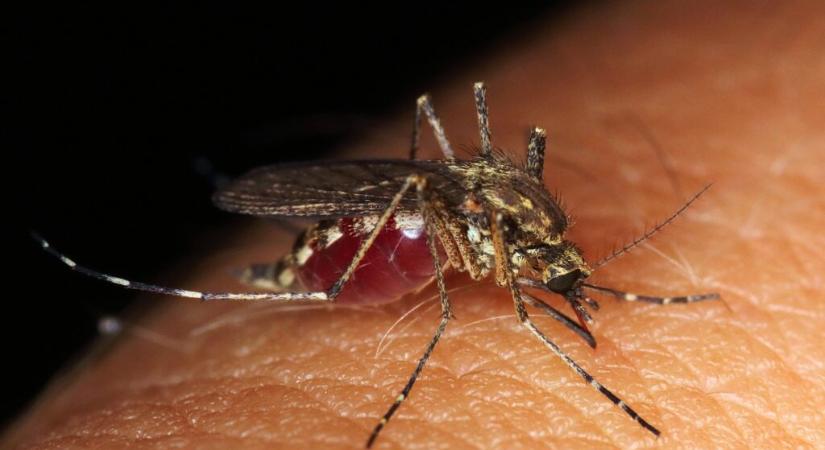 Óriási a szúnyoginvázió Komáromban
