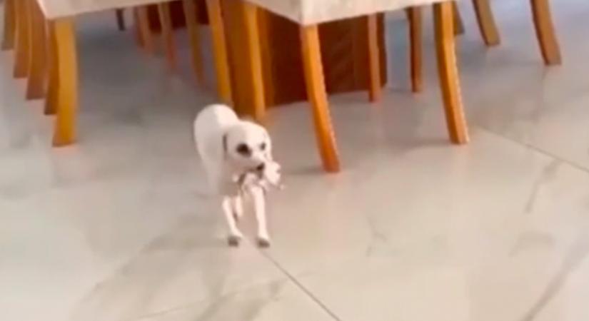 Amikor a gazdi meglátta, mit hoz neki a kutyája a szájában, azonnal elindította a kameráját - Videó