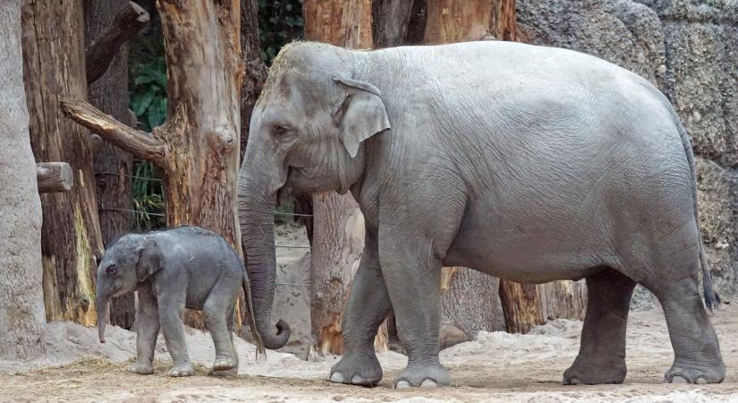 Tíz éves az őshonos állatokat bemutató Körösvölgyi Állatpark