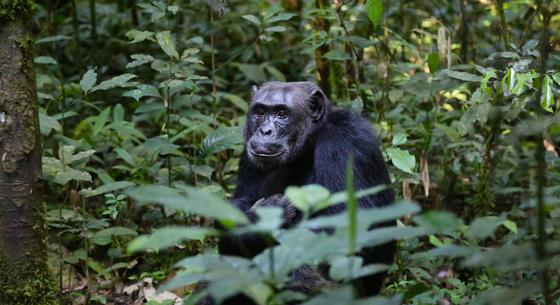 Kiderült, ismerik és tudatosan fogyasztják a gyógynövényeket a csimpánzok