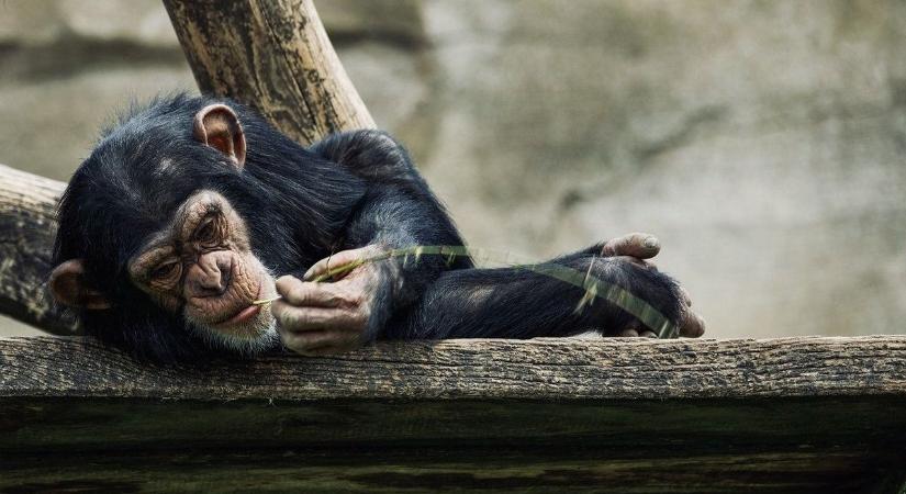 Megdöbbentő tényre derült fény a csimpánzok egészségéről