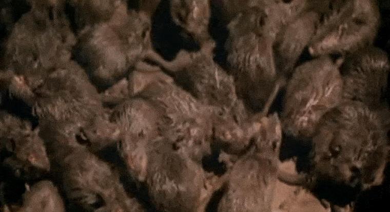 Avokádót lakmározó és dolgozókat harapdáló, hatalmas patkányok leptek el egy New York-i gyorséttermet