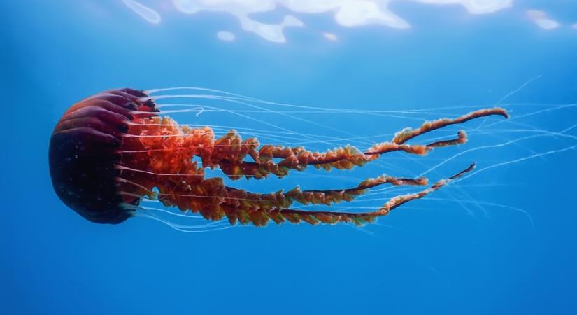 A medúzák átvehetik a hatalmat az óceánok fölött?