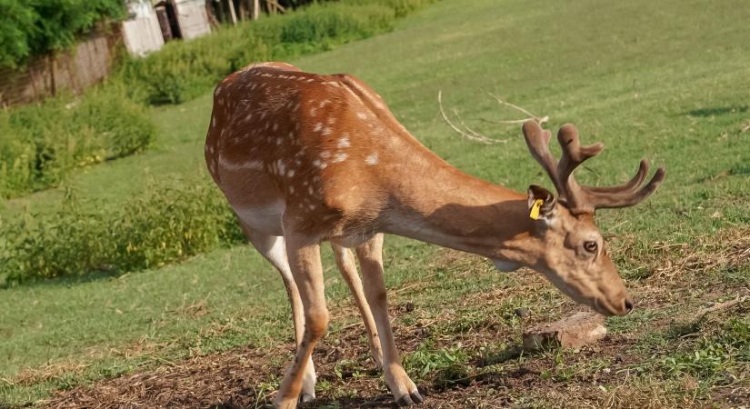 Példátlan mészárlás egy Mikepércs és Debrecen közötti vadfarmon