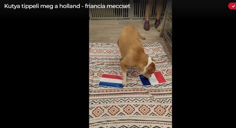 Kutya tippelte meg a holland - francia meccset - Videón mutatjuk, miként döntött
