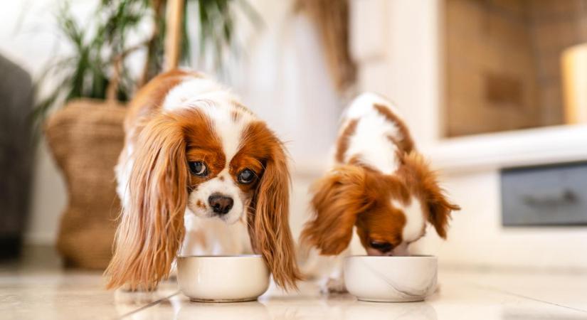 Teszt: te tudod, melyik étel mérgező egy kutya számára, és melyik egészséges?