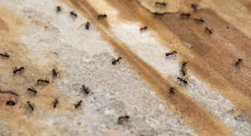 Ellepték az otthonodat a hangyák? Íme a filléres megoldás ellenük