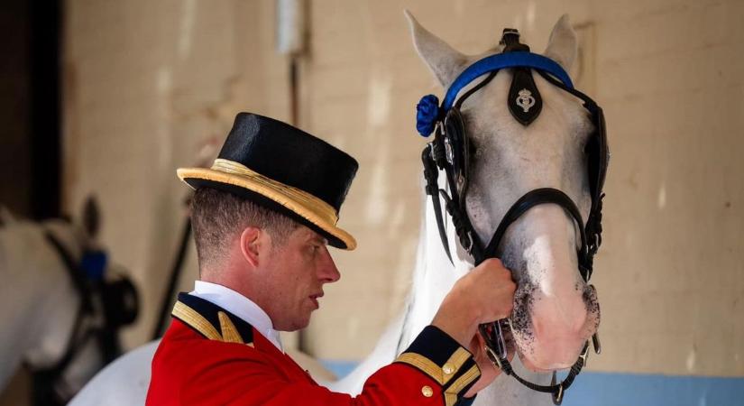 Magyar lovak szolgálják az angol királyi családot