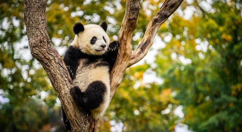 Pandaszámlálásra készül Kína