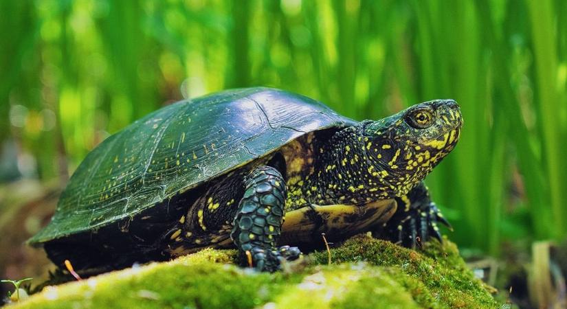 Tojásrakásra alkalmas helyet keresnek a mocsári teknősök