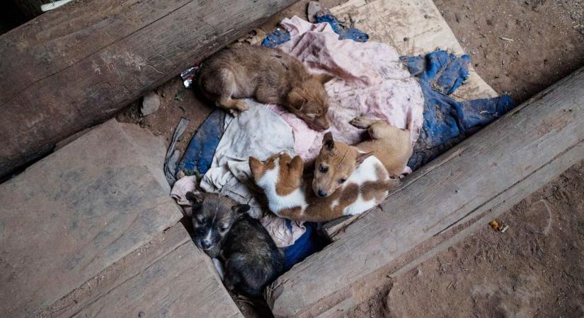 Halálra éheztette a kutyáját egy tiszatarjáni nő