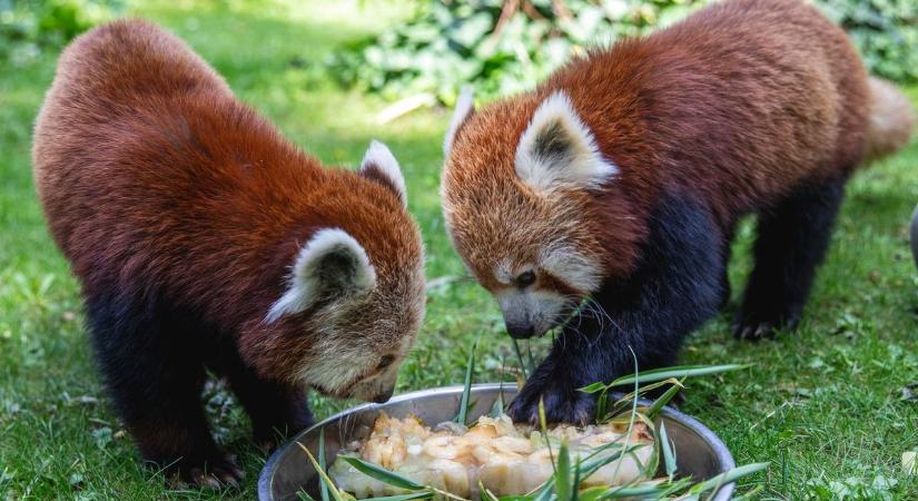 Fagyasztott gyümölcs, extra fürdetés: a debreceni állatkert lakóira is figyelnek a nagy melegben – fotókkal, videóval