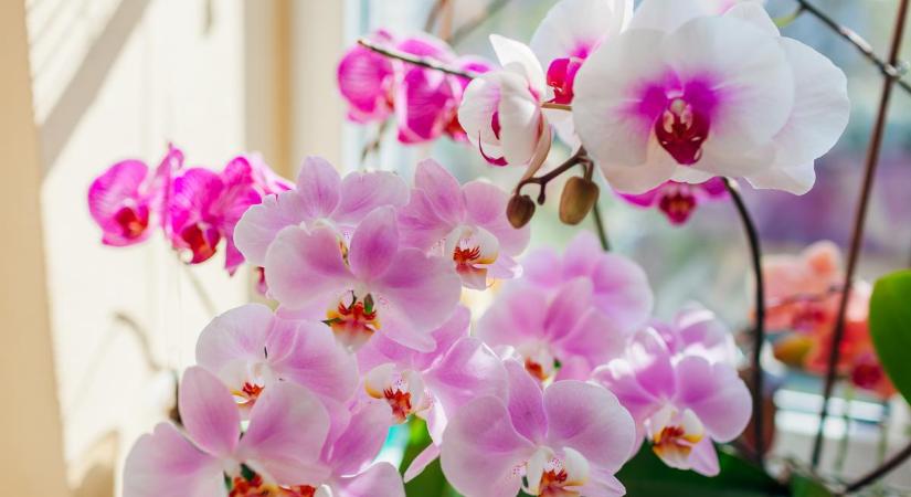 Amióta tudom ezt a trükköt, azóta az orchideáim csak úgy virágzanak...
