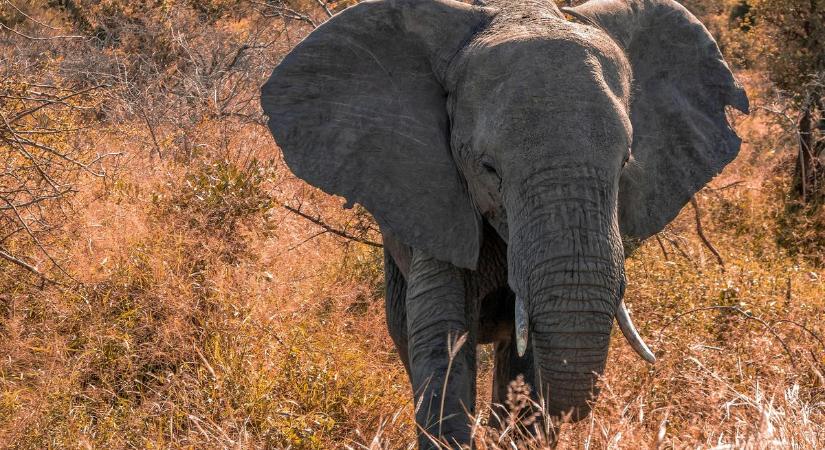 Dráma: elefánt taposott halálra egy turistát Zambiában