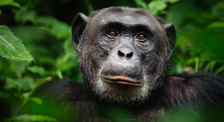 A csimpánzok tudása egy nap emberi életeket menthet