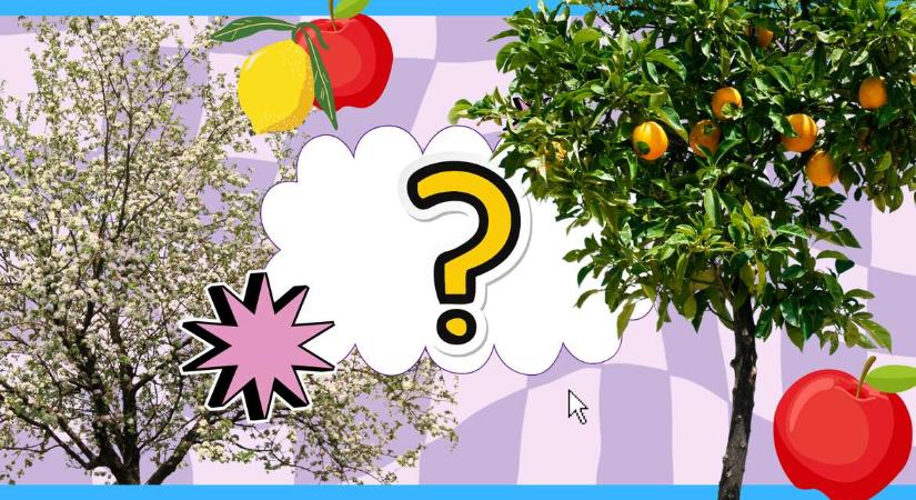Kihagyhatatlan WMN-kvíz: Milyen gyümölcsfa vagy?