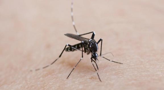 Nem elég lecsapni: így védekezhetünk a Dengue-lázat terjesztő tigrisszúnyog ellen