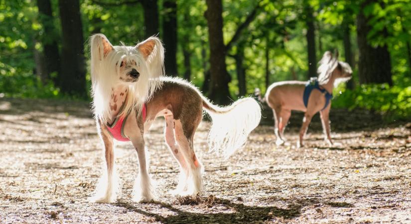 6 kutyafajta, akik jobban bírják a meleget, mint az átlag