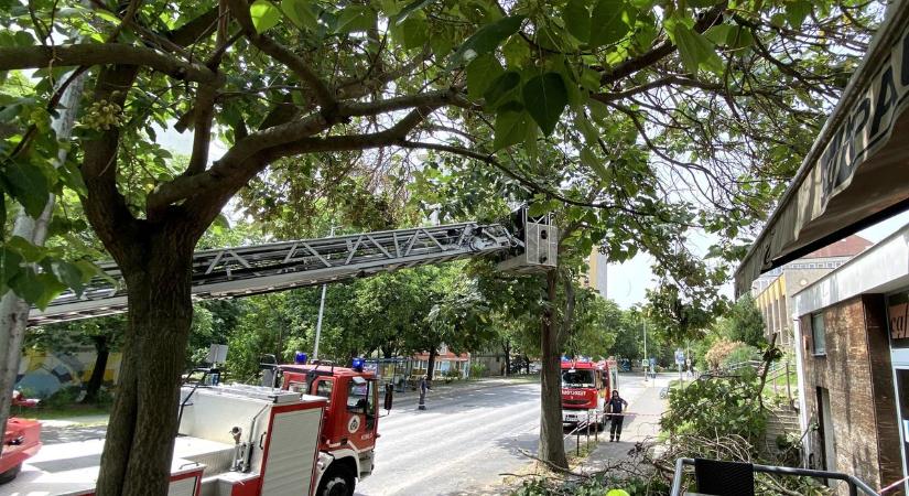 A Biokom helyett a tűzoltók metszették le az életveszélyes fákat - videó