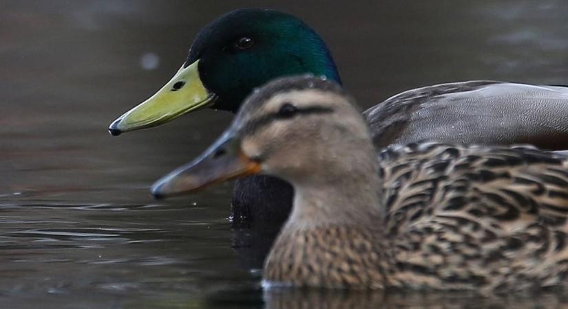 Azt hisszük, segítünk, de valójában halálra ítéljük a vízimadarakat