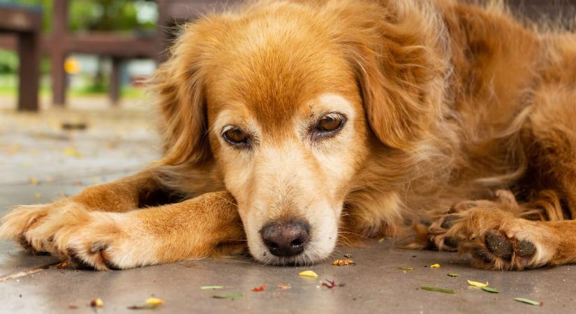 Ezek a Lyme-kór tünetei a kutyáknál