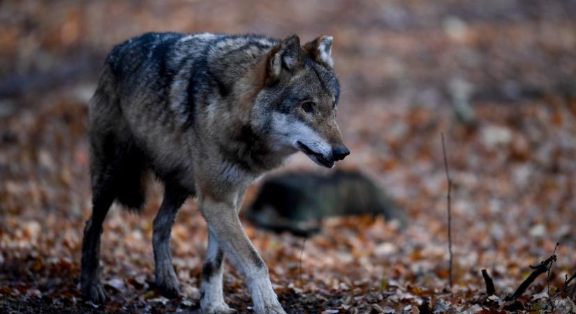 Három farkas támadt egy kocogó nőre egy Párizs környéki állatkertben