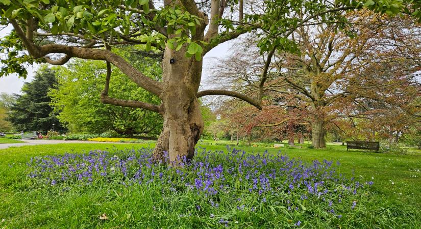 Jöjjön velünk a Kew Garden Botanikus Kertbe, Londonba!