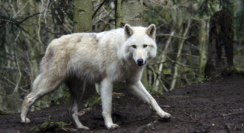 Farkasok támadtak egy kocogó nőre egy Párizs melletti vadasparkban