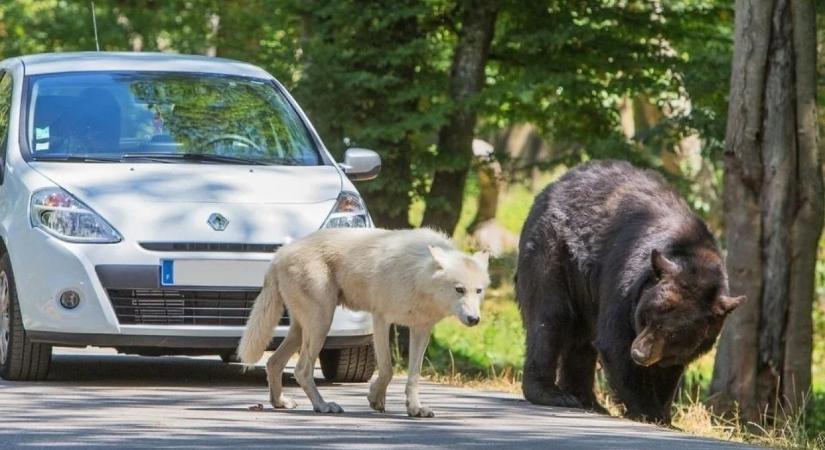 Egy kocogóra farkasok támadtak, miután betévedt egy szafariparkba Párizs közelében