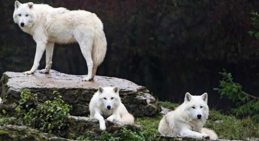 Farkasok támadtak egy nőre egy francia szafariparkban