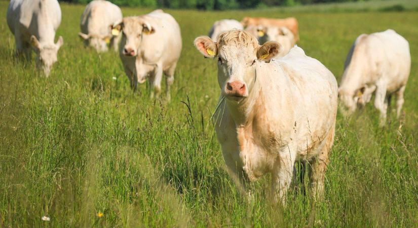 Nehéz lesz a szarvasmarha-ágazatnak a kibocsátáscsökkentés