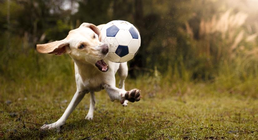 Bravúros védést mutatott be egy kutya a meccsen – videó