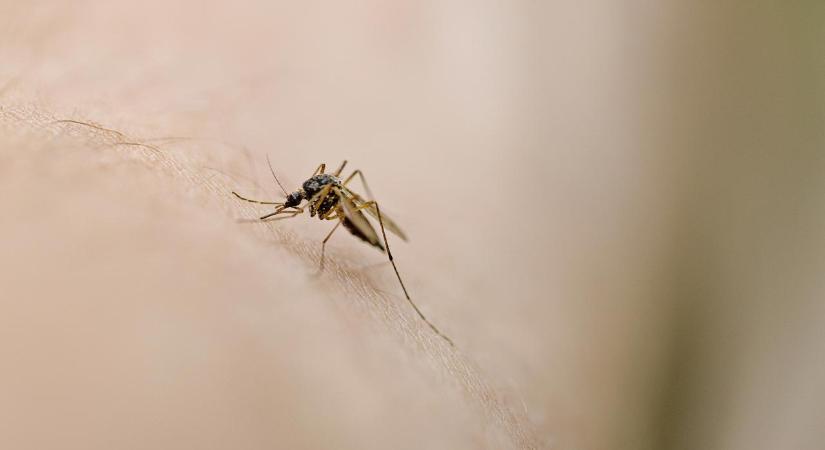 Óriási a szúnyoginvázió, sokan hólyagos csípésekre panaszkodnak