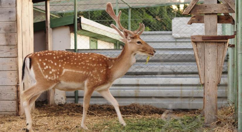 Videó: nagyon ritka állatok születtek a Szegedi Vadasparkban