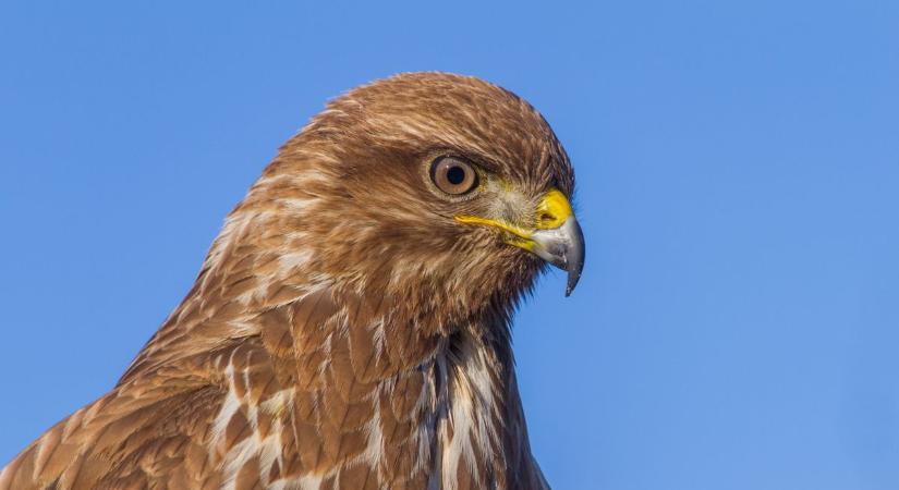 Megszólalt a szakértő, miután egerészölyv támadott meg egy biciklist