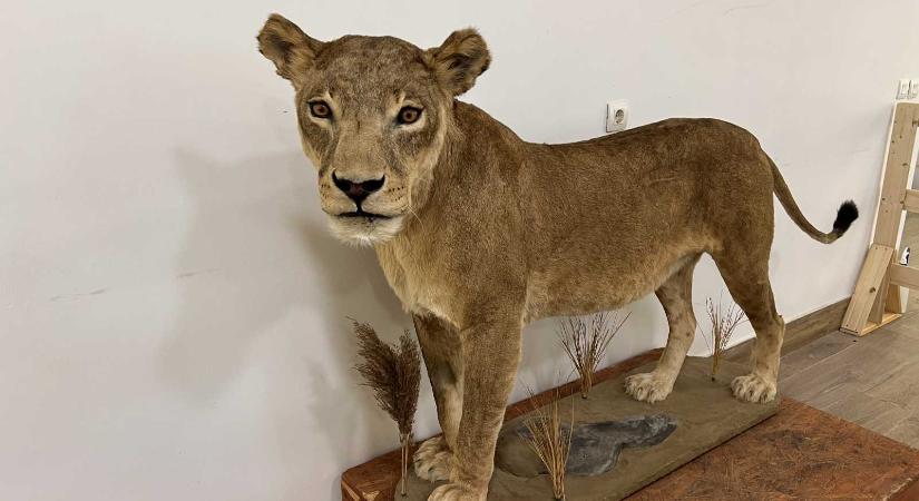 Élethű preparált oroszlán a Marosvásárhelyi Állatkertben