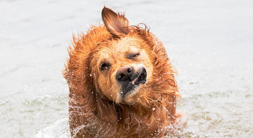 Strandolj kutyával – Friss országos kutyabarát strandtérkép és hasznos tippek