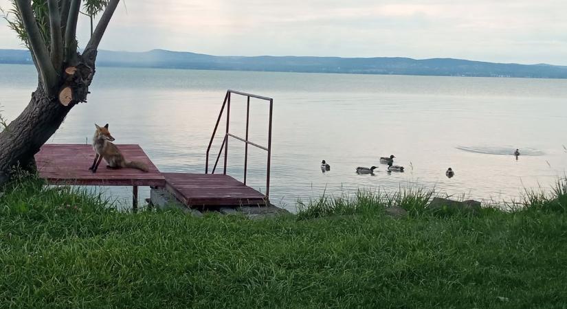 Térkép készül a balatoni szurkolói zónákról