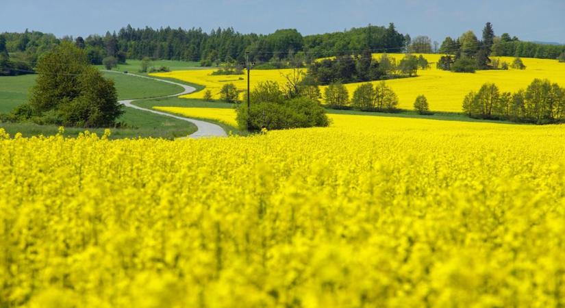 Terménypiac: normalizálódó árakat és élénk keresletet lát a Corteva