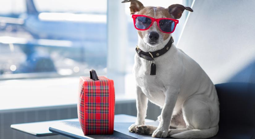 Kutyával nyaralni, avagy minden, amit a kisállatútlevél-igényléséről tudnod kell