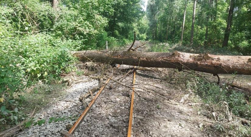 Megszüntette az erdőlátogatási tilalmat a Gemenc Zrt.